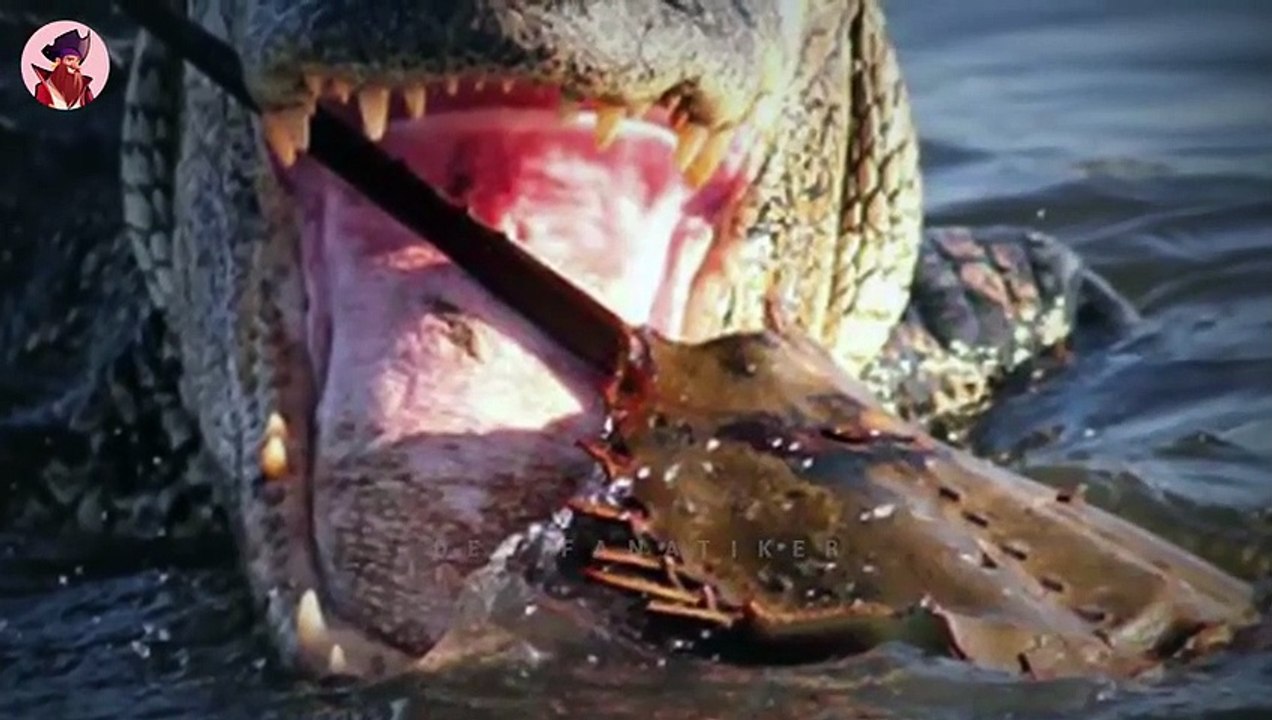 Diese Tiere können Krokodile, Alligatoren und Kaimane besiegen!