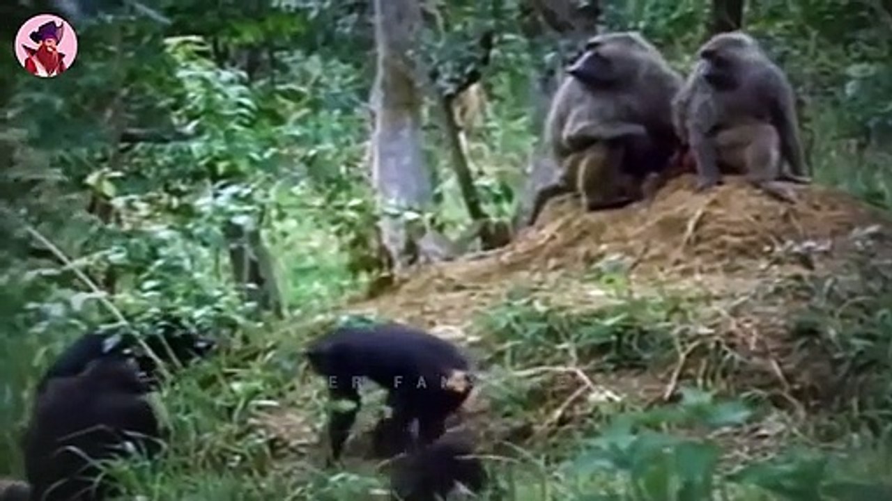 Brutale Jagdmomente von Schimpansen, Pavianen und Makaken