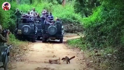 15 verrückte Tierkämpfe, die mit der Kamera aufgenommen wurden