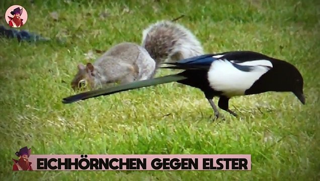 Wie Eichhörnchen jagen und in der Wildnis überleben