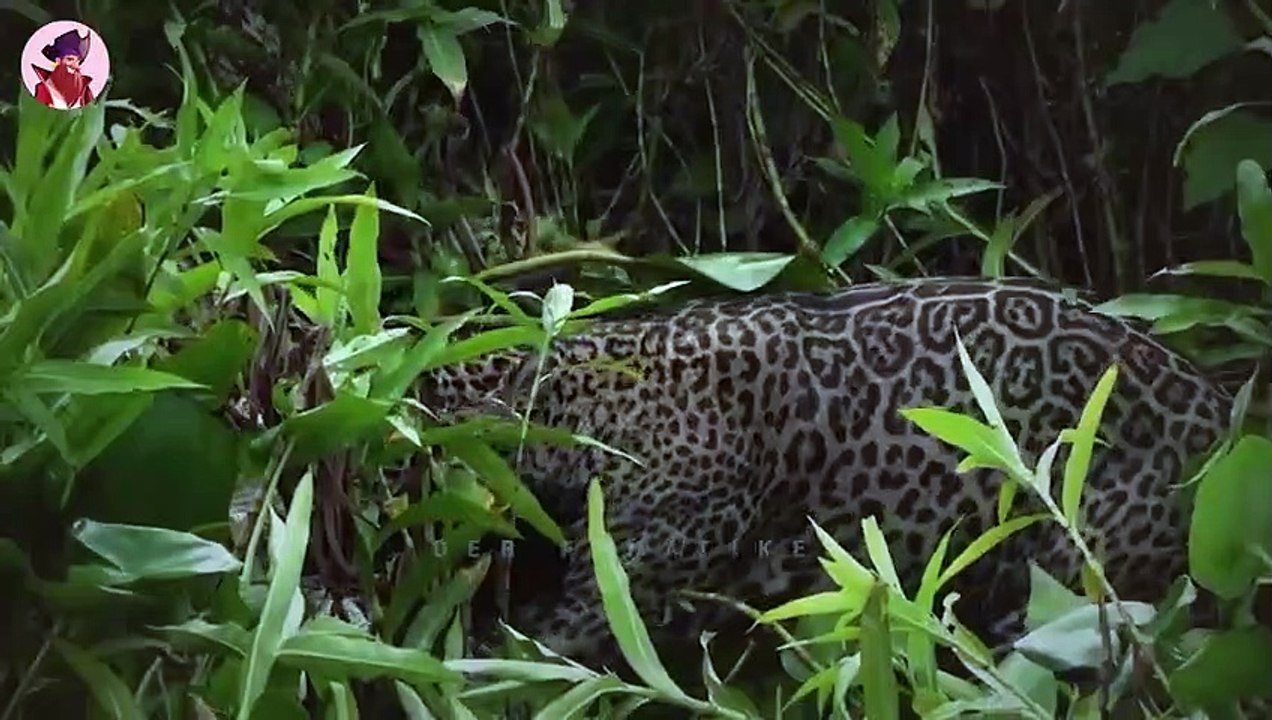 Erstaunliche und geschickte Jagdmomente von Raubtieren