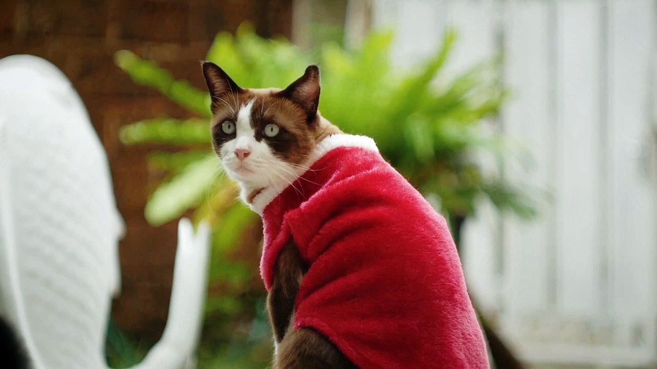 Funny cat