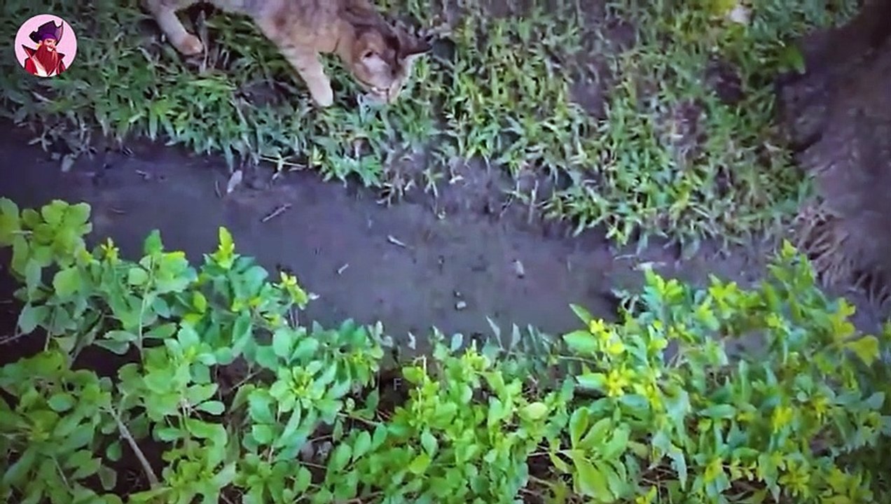 Tiere Wecken Andere Tiere Aus Dem Schlaf Auf