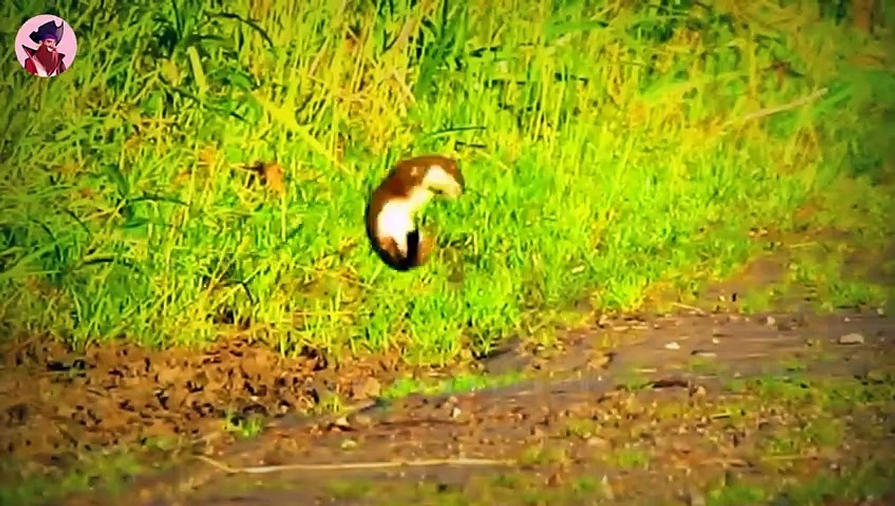 Die Jagd und Lebensweise von Hermelinen