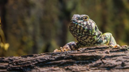 Los reptiles son las especies más traficadas en Colombia, denuncia reconocida entidad ambiental