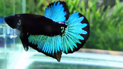 Betta Fish Blue Black Light