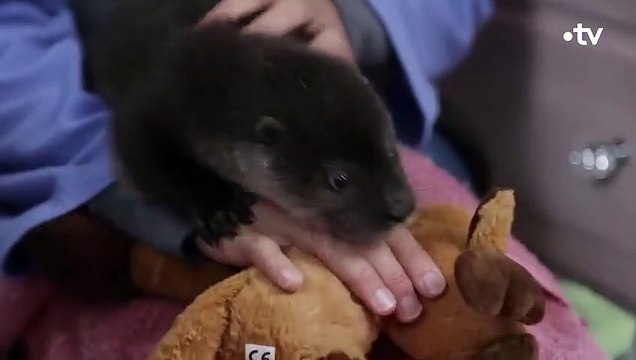 La rencontre entre deux petites loutres - ZAPPING SAUVAGE