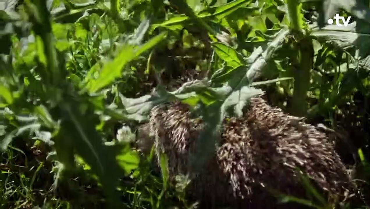 Hérisson  Cette bouse est un vrai festin - ZAPPING SAUVAGE