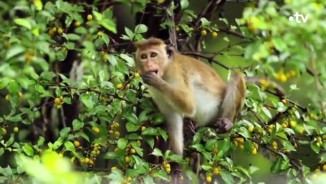 Une cité fantôme habitée par des macaques - ZAPPING SAUVAGE