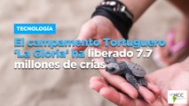 El campamento Tortuguero ‘La Gloria’ ha liberado 7.7 millones de crías