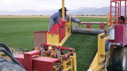 Grass is the most wasteful crop in America. Should we ban it?