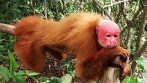 صراع القرود مع الافاعي الضخمة في عالم الحيوانات البرية   شئ لا يصدق !