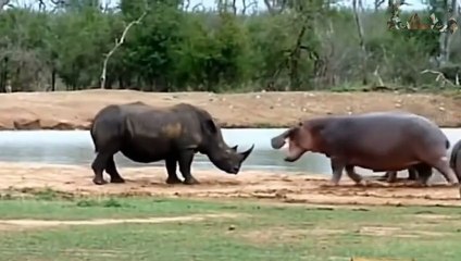 عندما يغضب فرس النهر العملاق ! شئ لا يصدق !! (2)