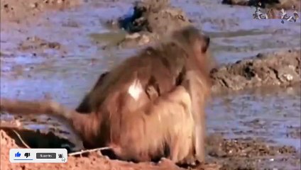 عندما يمسك التمساح على القرد .. ماذا يحدث ! (3)