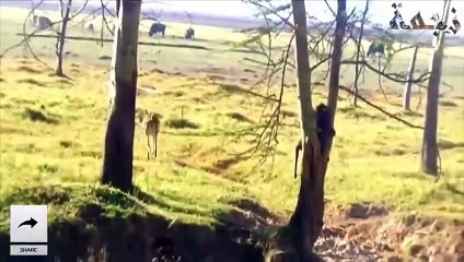 غزالة شجاعة تصارع قرد البابون وثعبان البايثون لإنقاذ صغيرها _ شئ لا يصدق ..! (2)