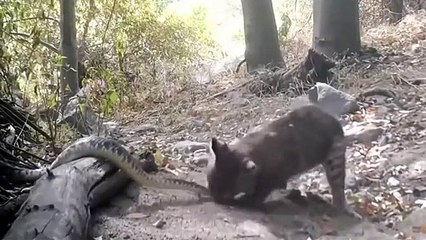 مدهش .. وشق متوحش يفترس غزالة في مشهد لا يصدق ! وحوش البراري ..! (2)