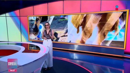 Crean refugio para perros y gatos en la Central de Abasto CDMX