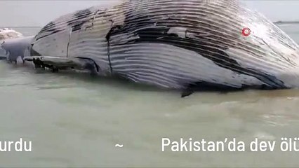 Pakistan'da dev ölü balina kıyıya vurdu