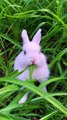 4K Rabbit Animal Ultra HD - rabbit | ultimate wild animals collection in 4k ultra hd / 4k tv