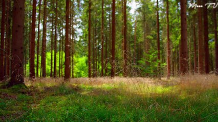 Calming Music for Inner Peace