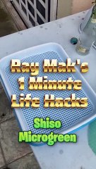 How To Grow Delicious Shiso Microgreens