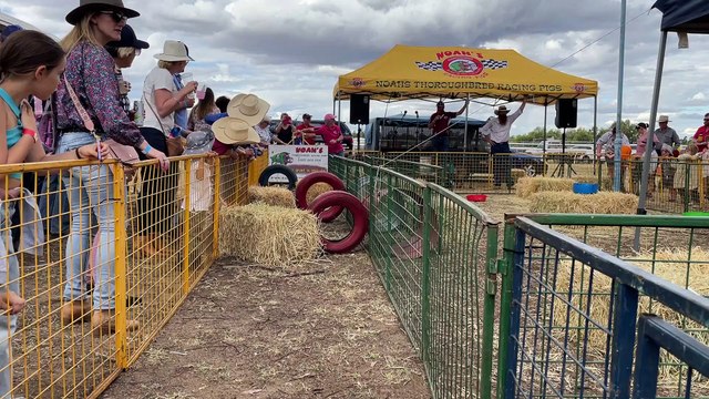 Noah's Thoroughbred Racing Pigs | May 2023 | Queensland Country Life