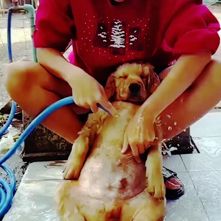 Dog Reaction during Bath | Dailymotion