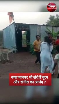 Viral Video : क्या जानवर भी लेते हैं नृत्य और संगीत का आनंद ?