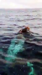 Big whale jumping in air..