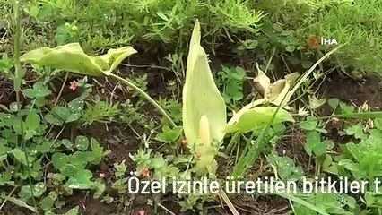 Özel izinle üretilen bitkiler tıpta kullanılıyor