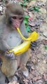 Monkey Eating Banana | Hungary Monkey | Animals Funny Moments | Cute Pets | Funny Animals #monkey
