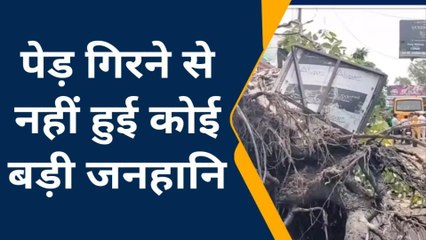 मुजफ्फरनगर: तेज हवाओं में सड़क पर लेट गया सौ साल पुराना पेड़, बड़ा हादसा होने से टला