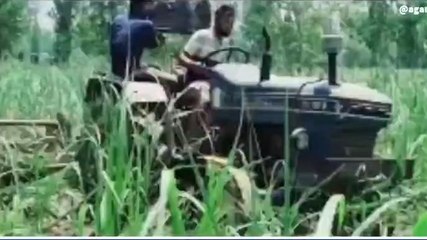 अमरोहा: दबंगों ने जोत डाली गन्ने की खड़ी फसल, वायरल हुआ "दबंगई" का वीडियो