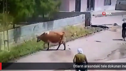 Otların arasındaki tele dokunan inek akıma kapıldı! Feci şekilde telef olduğu anlar kamerada