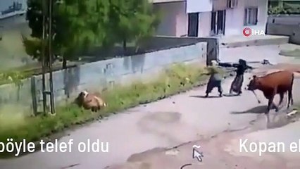 Kopan elektrik teli tehlike saçtı: Akıma kapılan inek böyle telef oldu