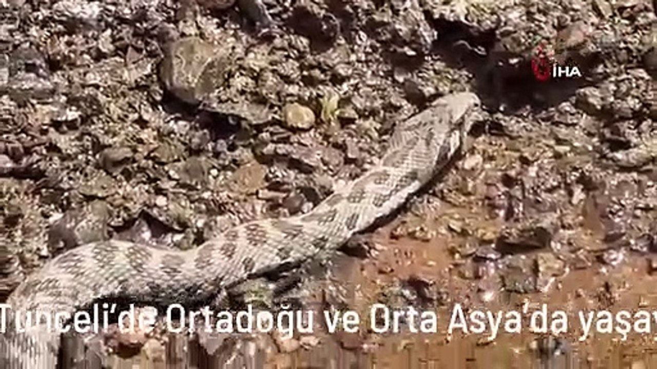 Tunceli'de Ortadoğu ve Orta Asya'da yaşayan Kocabaş Yılanı görüntülendi