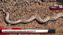 Tunceli'de 2 metre boyundaki kocabaş yılanı görüntülendi