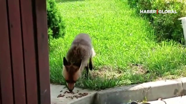 Yerleşim yerine kadar inen tilki cep telefonuna kamerasına yansıdı