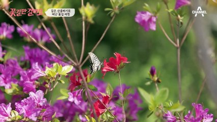 깊은 산골짜기로 떠난 꽃길 여정✿ 오늘의 주인공! 산골 아낙네 우병옥 씨♥