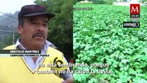 Campesinos de Tochimilco piden apoyo ante los daños por el Popocatépetl