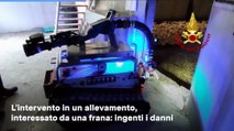 Forl?, 50mila pulcini salvati con robot elettrico dai vigili del fuoco: il video