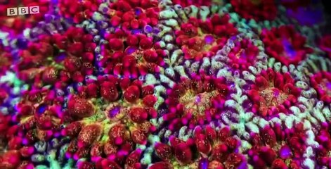 Blue Planet Revisited S01 E02