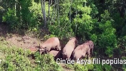 Çin'de Asya fili popülasyonu artıyor