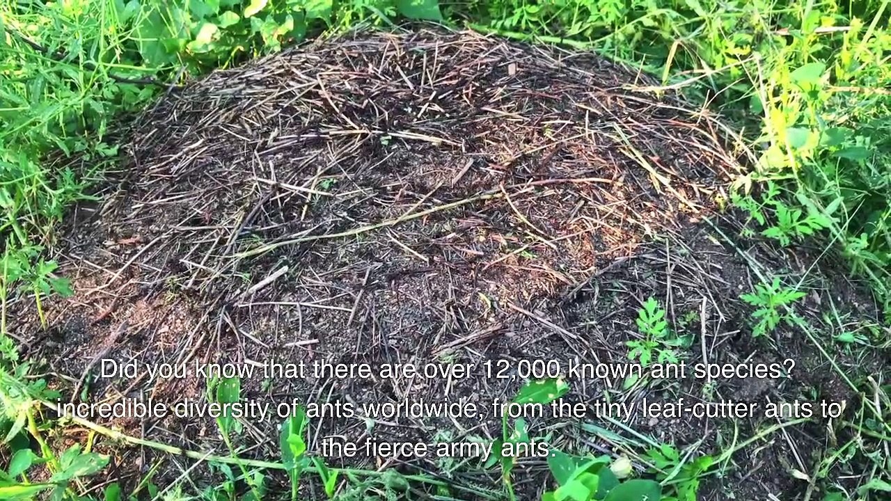 Exploring the Fascinating World of Ants