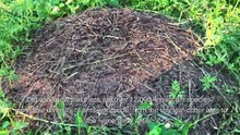 Exploring the Fascinating World of Ants