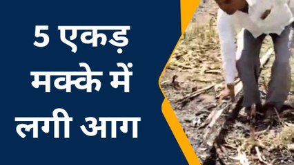 बुरहानपुर: मक्का फसल में लगी भीषण आग,हुआ बड़ा नुकसान