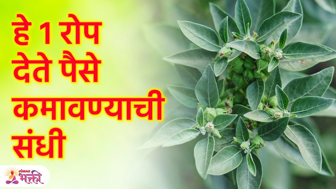 १ रोप घरी आणा, पैसे कमवण्याची संधी मिळेल | Vastu Tips for Money |Dhan Prapti Tips |Lokmat Bhakti KA3