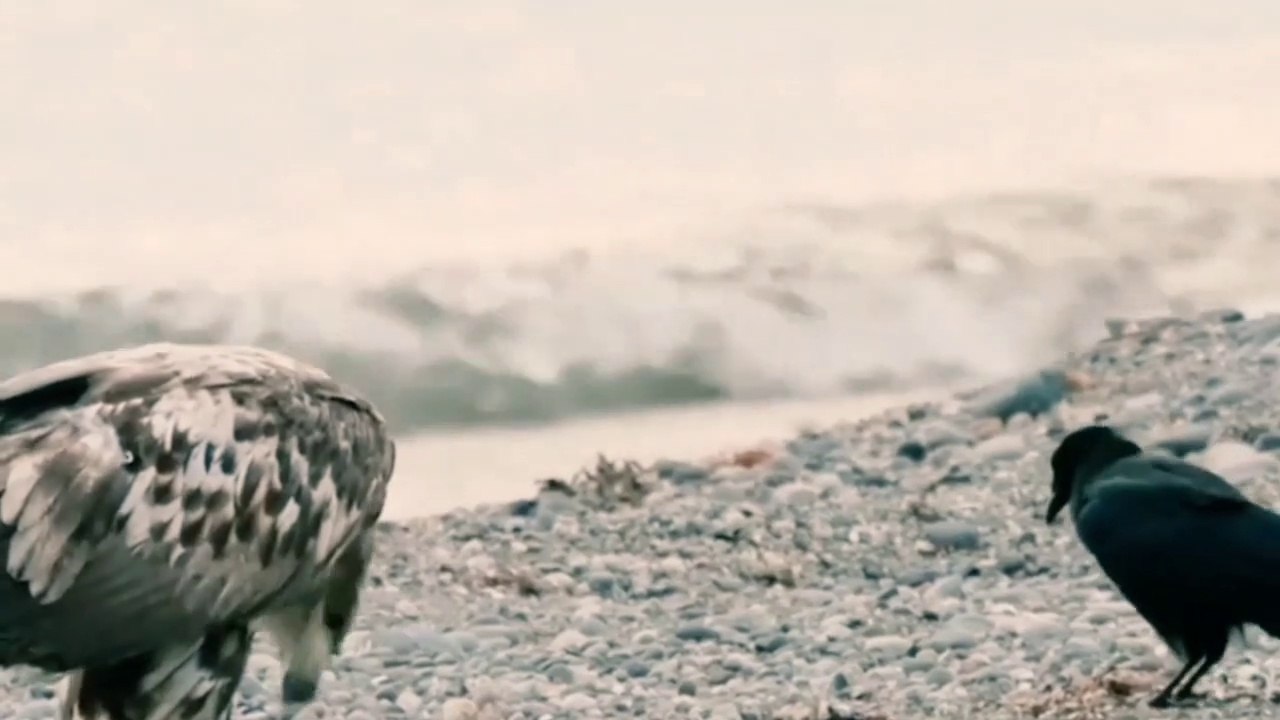 Five animals that were once extinct are now back in nature - Video ...