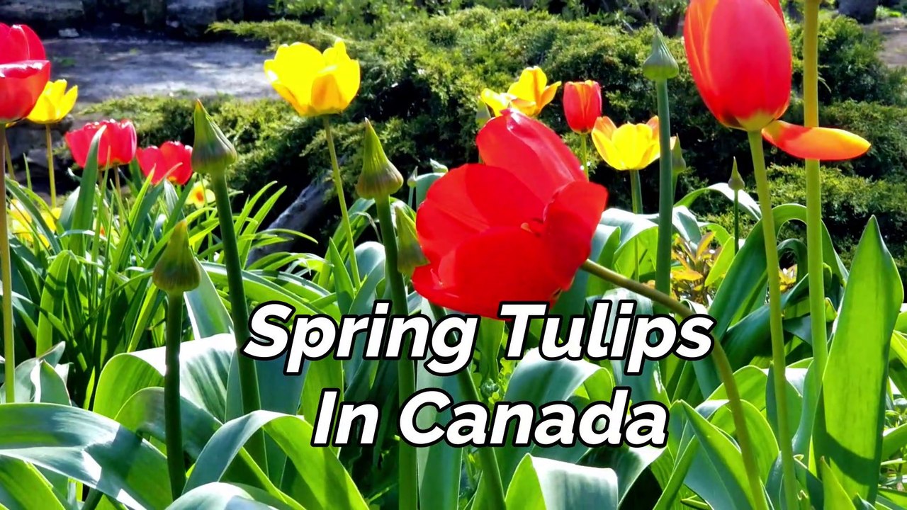 Spring Tulip Flowers in Canada Beauty of Canada video Dailymotion