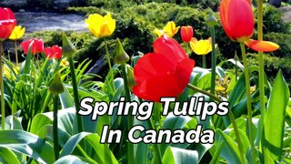Spring Tulip Flowers in Canada | Beauty of Canada